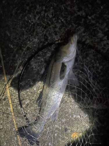 スズキの釣果