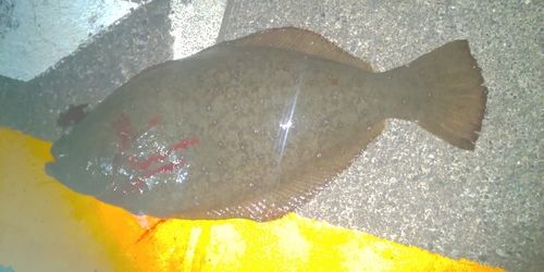 マイカの釣果