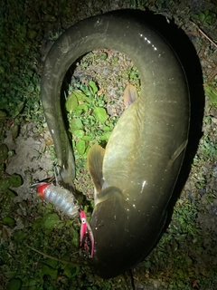ナマズの釣果