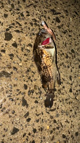 ソイの釣果