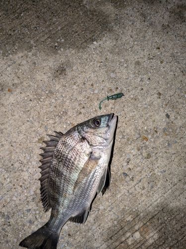 チンチンの釣果