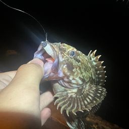 カサゴ