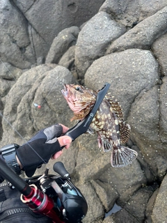 クロソイの釣果