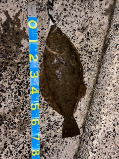 ヒラメの釣果