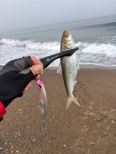 コノシロの釣果