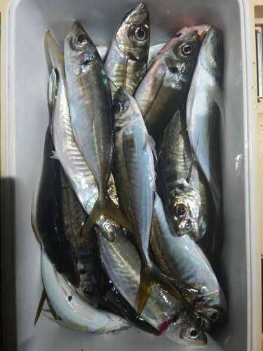 マアジの釣果