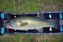 ブラックバスの釣果