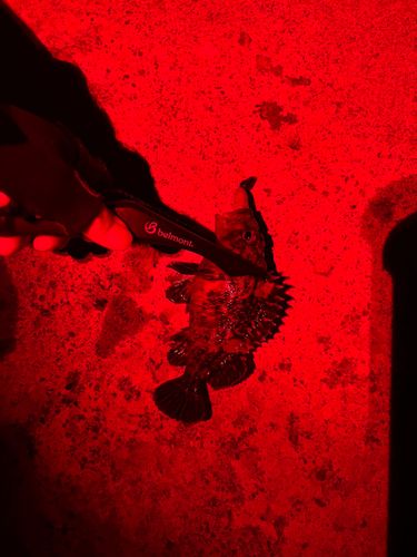 シロメバルの釣果