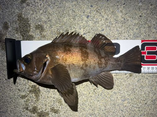 メバルの釣果