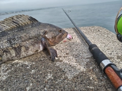 アイナメの釣果