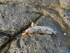 アイナメの釣果