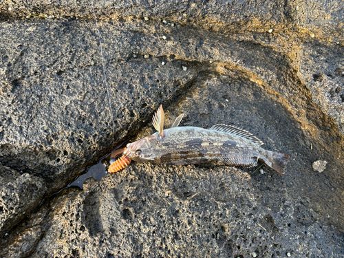 アイナメの釣果