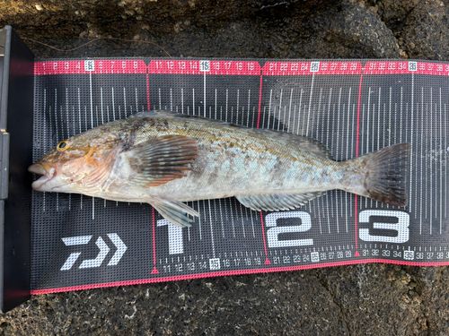 アイナメの釣果