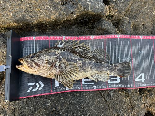 タケノコメバルの釣果