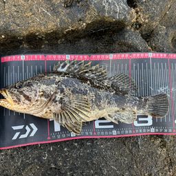 タケノコメバル