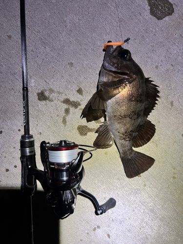 メバルの釣果