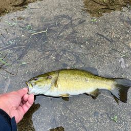 スモールマウスバス