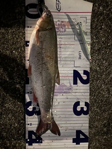 マルタウグイの釣果