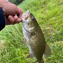 スモールマウスバス