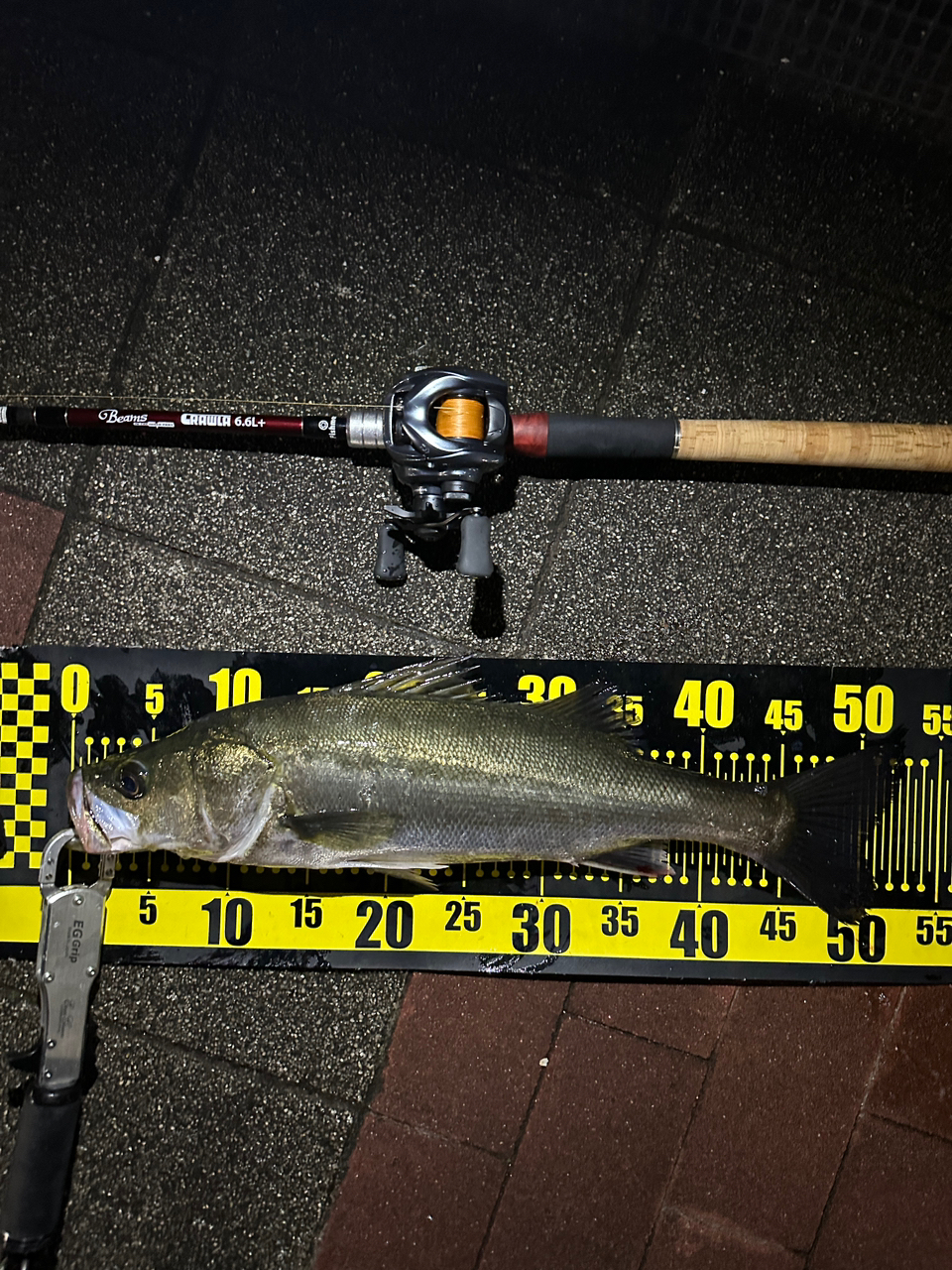 Fishman Beams CRAWLA 6.6L+（ビームス クローラ6.6エルプラス