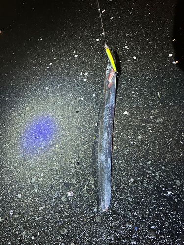 タチウオ