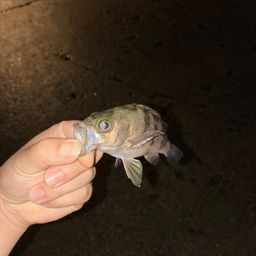 カサゴ