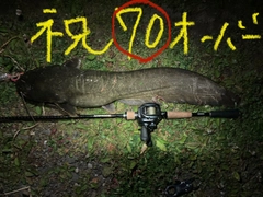 ナマズの釣果