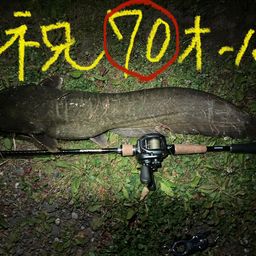 ナマズ