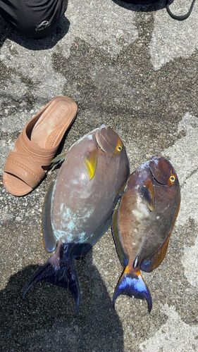 ヤイトハタの釣果