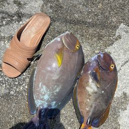ヤイトハタ