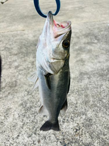 スズキの釣果