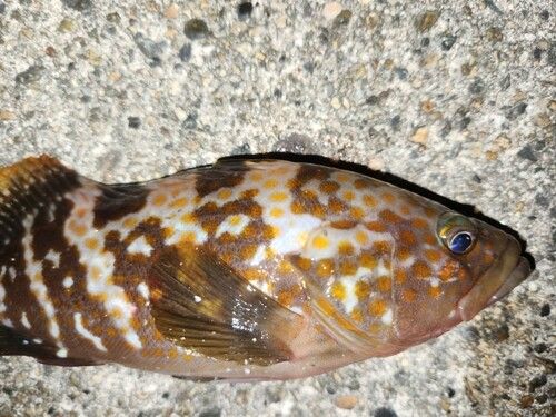 キジハタの釣果