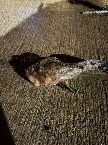 釣果