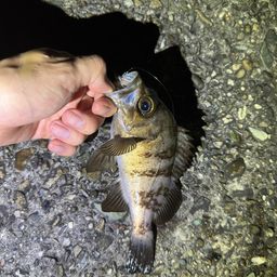 メバル