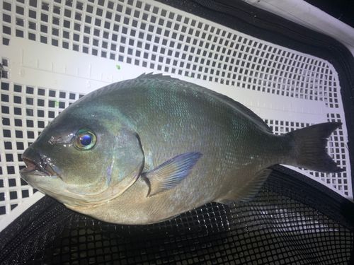オナガグレの釣果