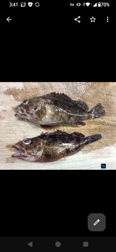 カサゴの釣果