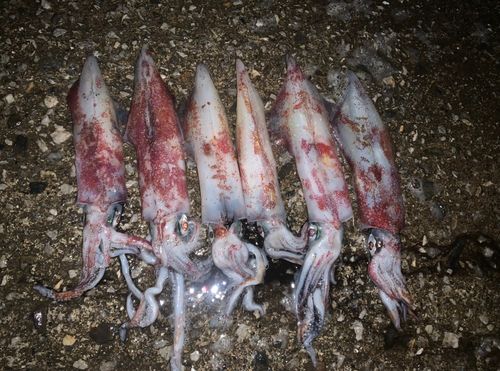 ケンサキイカの釣果