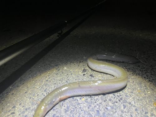 ウナギの釣果