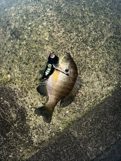 ブルーギルの釣果