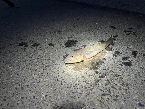 マハゼの釣果