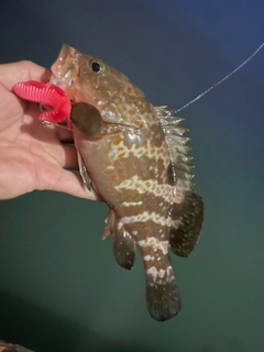 キジハタの釣果