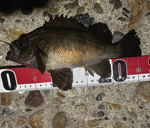 シロメバルの釣果