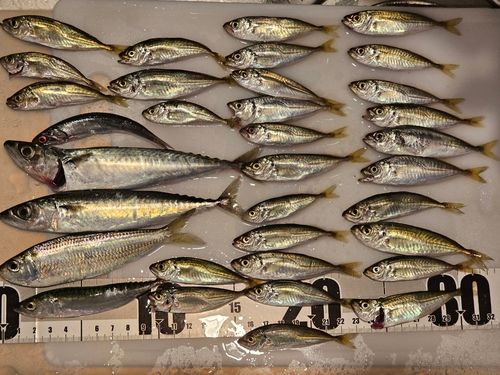 マアジの釣果