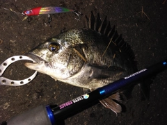 クロダイの釣果
