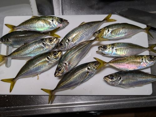 アジの釣果