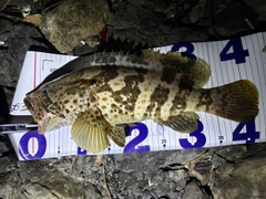 チャイロマルハタの釣果