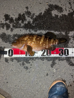 キジハタの釣果