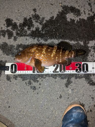 キジハタの釣果
