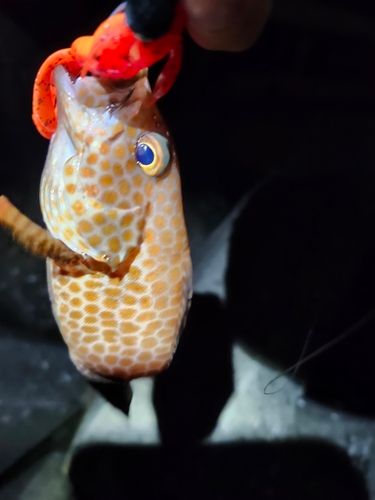 オオモンハタの釣果