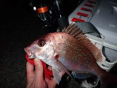 タイの釣果